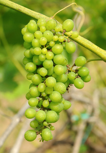 绿色葡萄藤上的葡萄