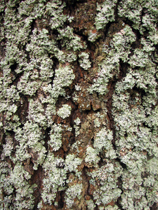 树树皮纹理与苔藓