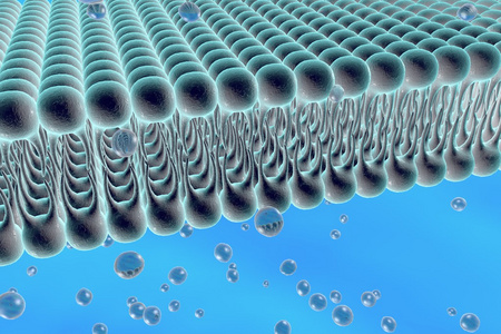 细胞膜结构图片