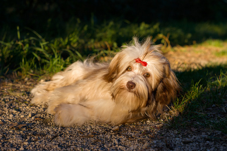 漂亮的巧克力犬种去年成为狗放在一个森林的小路