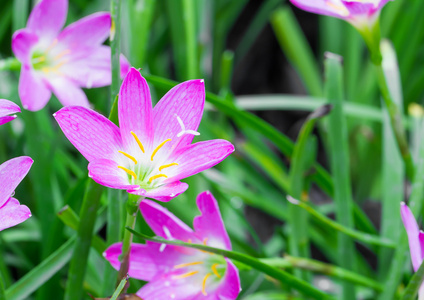 花园中的百合雨花