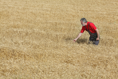 La scne agricole, agriculteur ou agronome inspecter le champ de