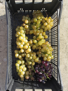 成熟的葡萄，在框中