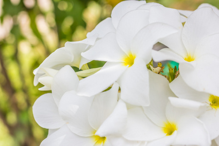 纯洁的白色的鸡蛋花的花朵。开花的热带树