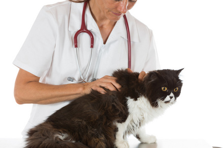 兽医临床与一只小猫