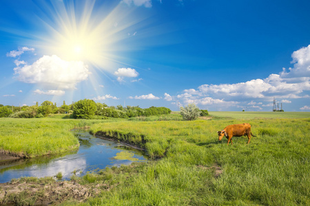 绿草 河 云层和奶牛