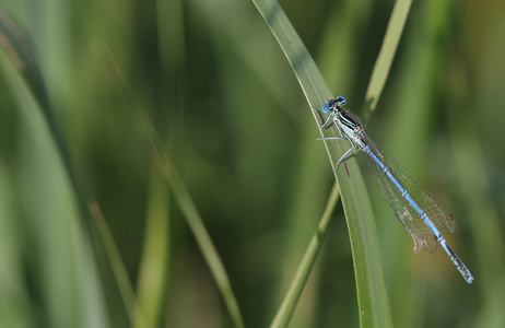 蓝色蟌 Enallagma cyathigerum 坐在了草地上