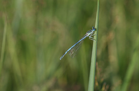 蓝色蟌 Enallagma cyathigerum 坐在了草地上