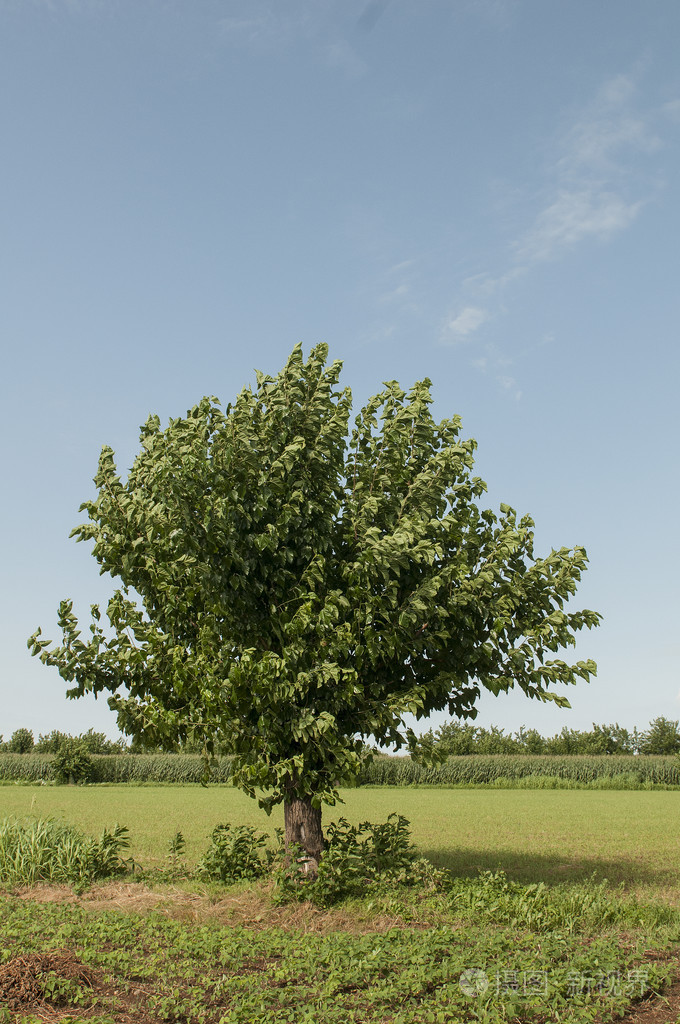 桑树