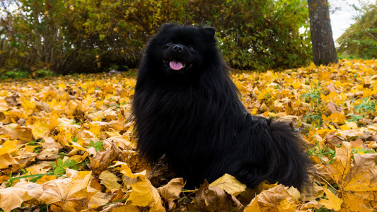 博美犬狗德国施皮茨深秋季节