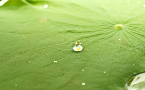 珍珠水滴绿色叶子上