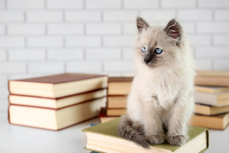 可爱的小猫与浅色背景上的书