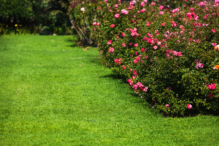 盛开在花园里的新鲜粉红玫瑰丛