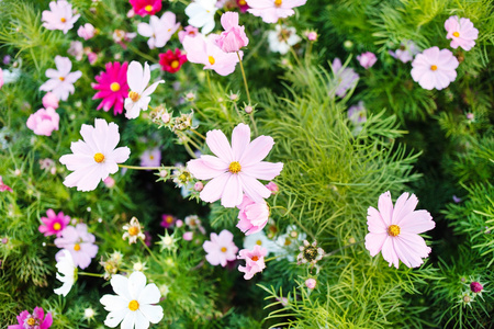 夏天粉红色宇宙花