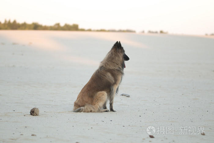 狗，比利时牧羊犬 Tervuren，坐着和看着沙平原