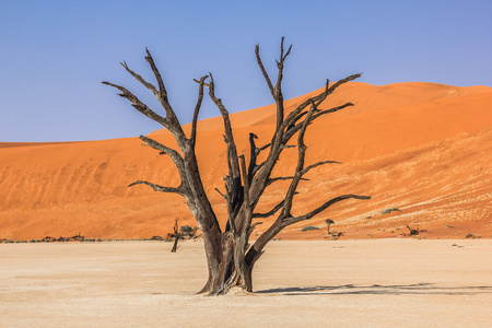 Deadvlei 纳米比亚