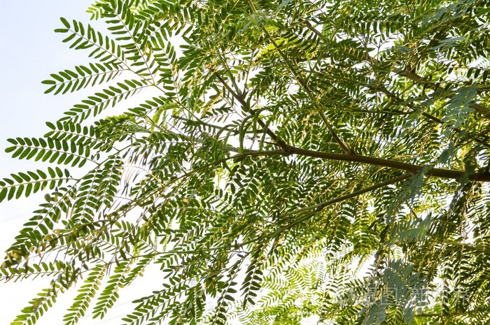 绿色相思树在庭院