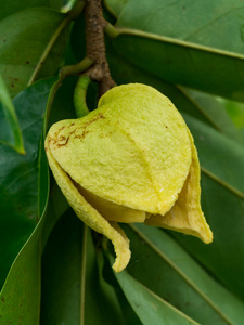 Soursop 或多刺的番荔枝树花