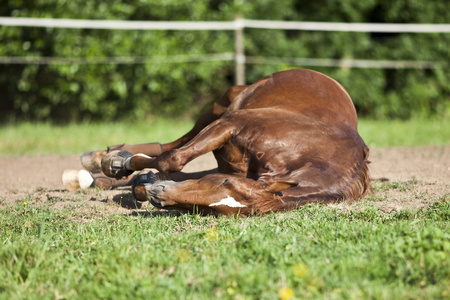 马睡在草地上