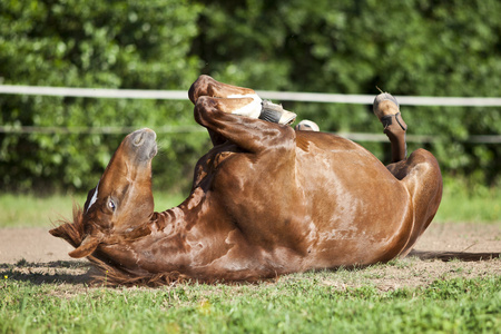 马躺在背部和玩滚沙