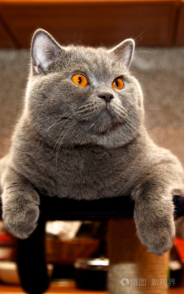 英国短毛猫