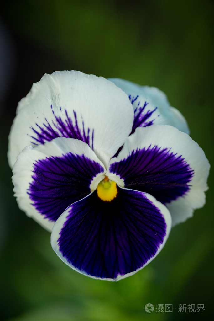 自然背景上的三色紫罗兰紫罗兰花