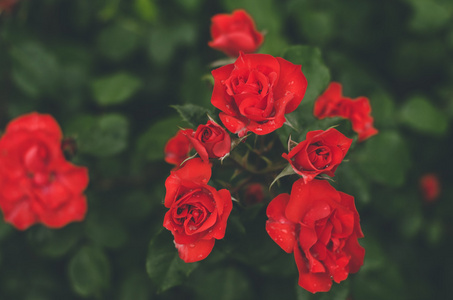 一朵朵鲜艳的红玫瑰