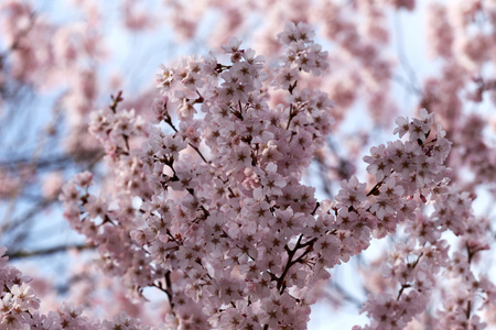 樱花花或樱桃