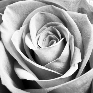 大特写图片-大特写素材-大特写插画-摄图新视界