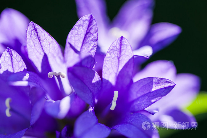 在夏季森林野生紫鲜花