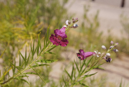 沙漠柳树 辣椒 花