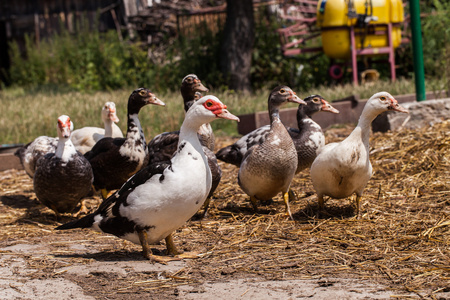 农家院里的乡村农场鸭子照片