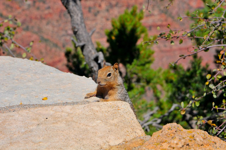 一只松鼠在大峡谷国家公园，亚利桑那州，美国