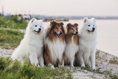 两个设得兰群岛牧羊犬和两个萨