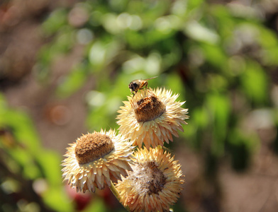 蜜蜂在干燥的花