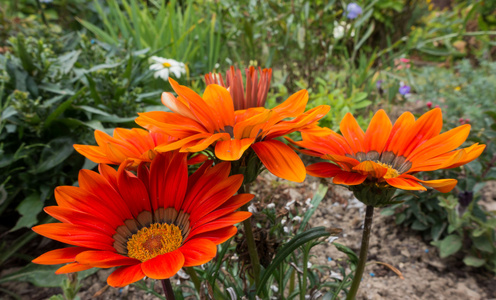 橙色 gazanias