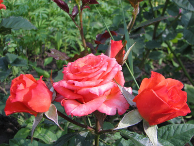 在花园里的红玫瑰