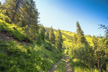 森林山土路