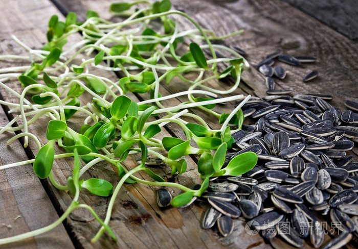 年轻的向日葵芽和种子