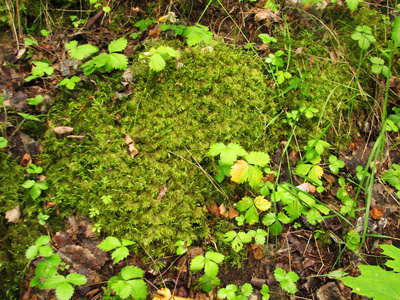 草莓叶与苔藓