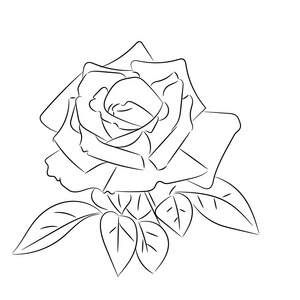 黑色和白色的玫瑰草图
