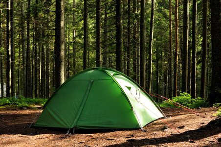 在松树林中的帐篷