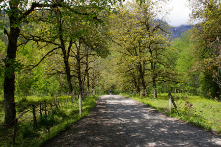 路在山森林里