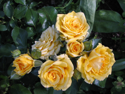 在花园里的黄玫瑰