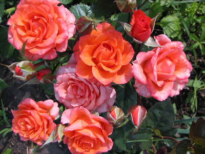 粉红色玫瑰花园里