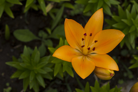 百合鲜花