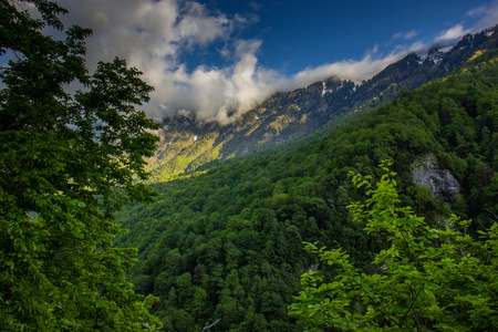 高加索山脉覆盖着森林