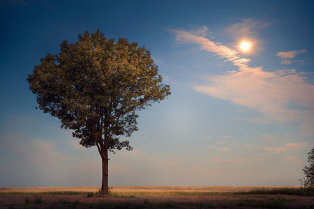 孤独的树，在月光下图片