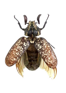 甲虫的翅膀图片