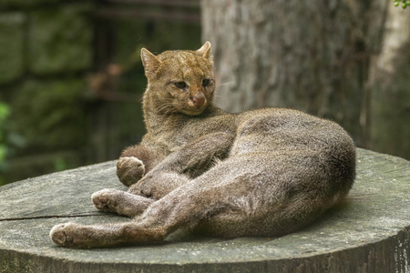 山猫